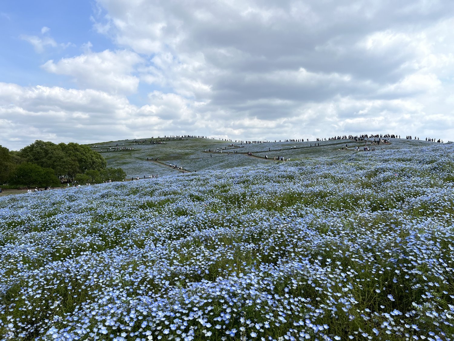 🌸 세 갈래 연못 공원 (미쓰마타이케 코엔) 이미지 7